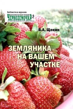 Земляника на вашем участке